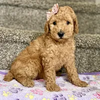 Bella - Standard F1B Doodle, a female Goldendoodle for sale in Davidson, NC – 1 of 3