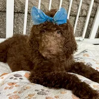 Mocha - Standard F1B Doodle, a female Goldendoodle for sale in Charlotte, NC – 3 of 10