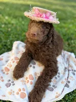 Mocha - Standard F1B Doodle, a female Goldendoodle for sale in Charlotte, NC – 2 of 6