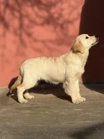 Albina, a female Golden Retriever for sale in Menifee, CA – Photo 7 of 8