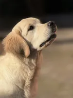 Albina, a female Golden Retriever for sale in Menifee, CA – Photo 5 of 8