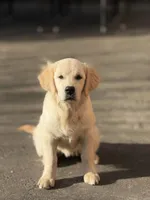 Albina, a female Golden Retriever for sale in Menifee, CA – Photo 8 of 8