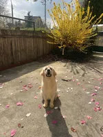 Albina, a female Golden Retriever for sale in Menifee, CA – Photo 4 of 8