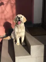 Albina, a female Golden Retriever for sale in Menifee, CA – Photo 6 of 8