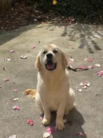 Albina, a female Golden Retriever for sale in Menifee, CA – Photo 3 of 8