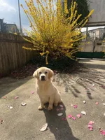 Albina, a female Golden Retriever for sale in Menifee, CA – Photo 2 of 8