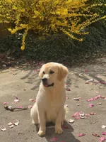 Albina, a female Golden Retriever for sale in Menifee, CA – Photo 1 of 8