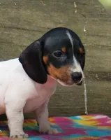 Ember, a female Miniature Dachshund for sale in Old Town, FL – Photo 5 of 6