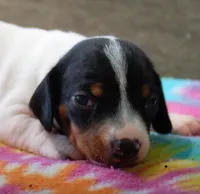 Ember, a female Miniature Dachshund for sale in Old Town, FL – Photo 3 of 6