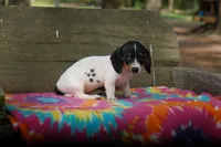 Ember, a female Miniature Dachshund for sale in Old Town, FL – Photo 6 of 6