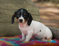 Ember, a female Miniature Dachshund for sale in Old Town, FL – Photo 1 of 6