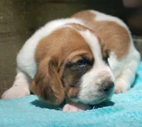 Crash, a male Basset Hound for sale in Old Town, FL – Photo 3 of 6