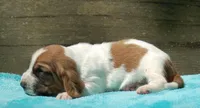 Crash, a male Basset Hound for sale in Old Town, FL – Photo 2 of 6