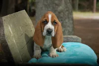 Crash, a male Basset Hound for sale in Old Town, FL – Photo 1 of 6