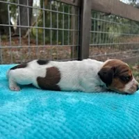 Beau, a male Miniature Dachshund for sale in Old Town, FL – Photo 1 of 3