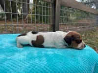 Beau, a male Miniature Dachshund for sale in Old Town, FL – Photo 1 of 3