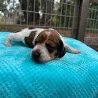 Beau, a male Miniature Dachshund for sale in Old Town, FL – Photo 3 of 3