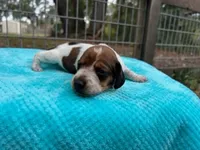 Beau, a male Miniature Dachshund for sale in Old Town, FL – Photo 3 of 3