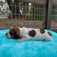 Beau, a male Miniature Dachshund for sale in Old Town, FL – Photo 2 of 3