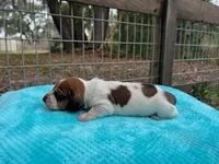 Beau, a male Miniature Dachshund for sale in Old Town, FL – Photo 2 of 3