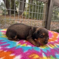 Lilo, a female Miniature Dachshund for sale in Old Town, FL – Photo 1 of 3