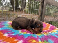 Lilo, a female Miniature Dachshund for sale in Old Town, FL – Photo 1 of 3
