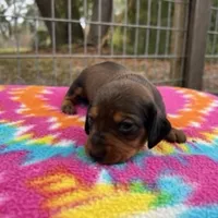 Lilo, a female Miniature Dachshund for sale in Old Town, FL – Photo 2 of 3