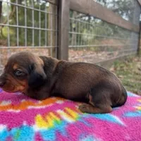 Lilo, a female Miniature Dachshund for sale in Old Town, FL – Photo 3 of 3