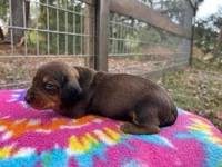 Lilo, a female Miniature Dachshund for sale in Old Town, FL – Photo 3 of 3
