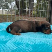 Banjo, a male Miniature Dachshund for sale in Old Town, FL – Photo 2 of 3
