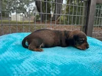 Banjo, a male Miniature Dachshund for sale in Old Town, FL – Photo 2 of 3