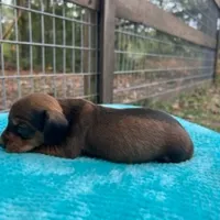 Banjo, a male Miniature Dachshund for sale in Old Town, FL – Photo 3 of 3