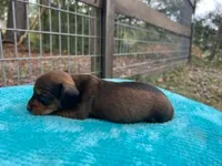 Banjo, a male Miniature Dachshund for sale in Old Town, FL – Photo 3 of 3