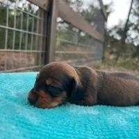 Banjo, a male Miniature Dachshund for sale in Old Town, FL – Photo 1 of 3
