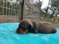 Banjo, a male Miniature Dachshund for sale in Old Town, FL – Photo 1 of 3