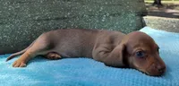 Winston, a male Dachshund for sale in Old Town, FL – Photo 3 of 3