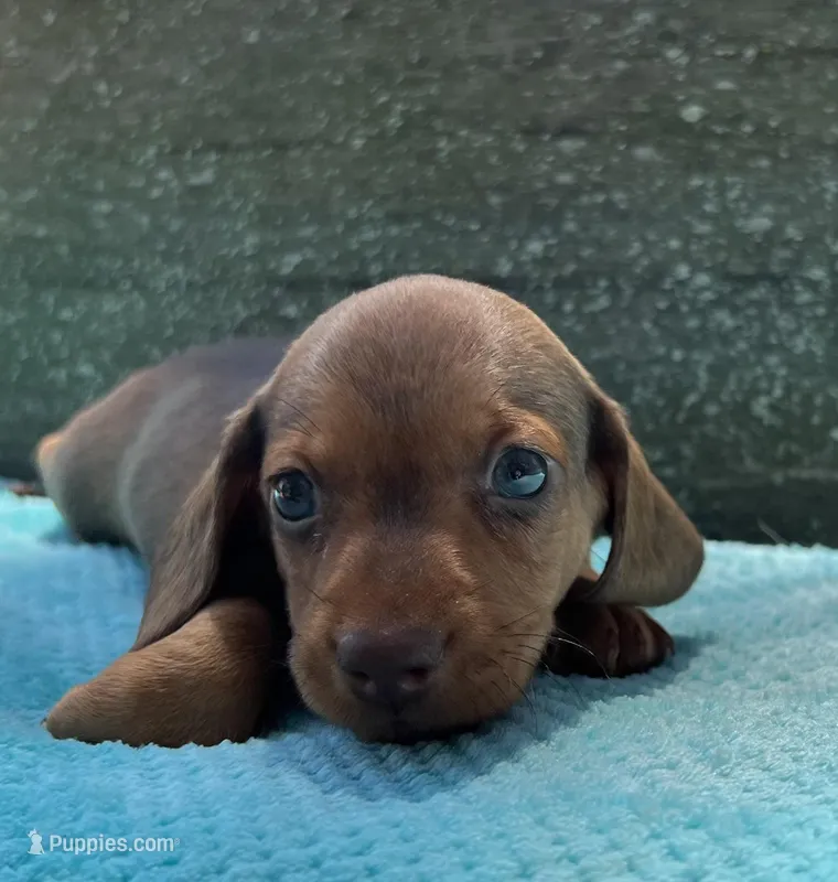 Winston, a male Dachshund for sale in Old Town, FL – Photo 1 of 3