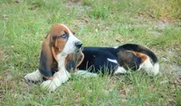 Trey, a male Basset Hound for sale in Old Town, FL – Photo 8 of 9