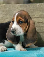 Trey, a male Basset Hound for sale in Old Town, FL – Photo 2 of 9