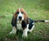 Trey, a male Basset Hound for sale in Old Town, FL – Photo 1 of 9