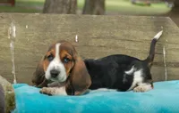 Trey, a male Basset Hound for sale in Old Town, FL – Photo 7 of 9