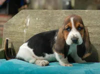 Trey, a male Basset Hound for sale in Old Town, FL – Photo 6 of 9