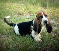 Trey, a male Basset Hound for sale in Old Town, FL – Photo 9 of 9