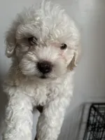 Rocky , a male Maltipoo for sale in Bell Gardens, CA – 2 of 2