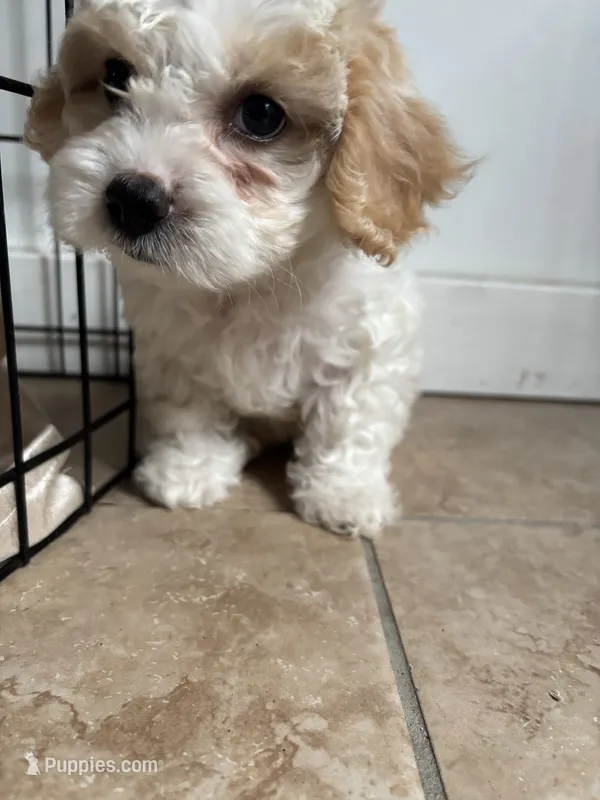 Moon  – Maltipoo puppy for sale in Bell Gardens, CA