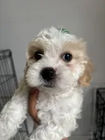 Moon , a female Maltipoo for sale in Bell Gardens, CA – 2 of 2