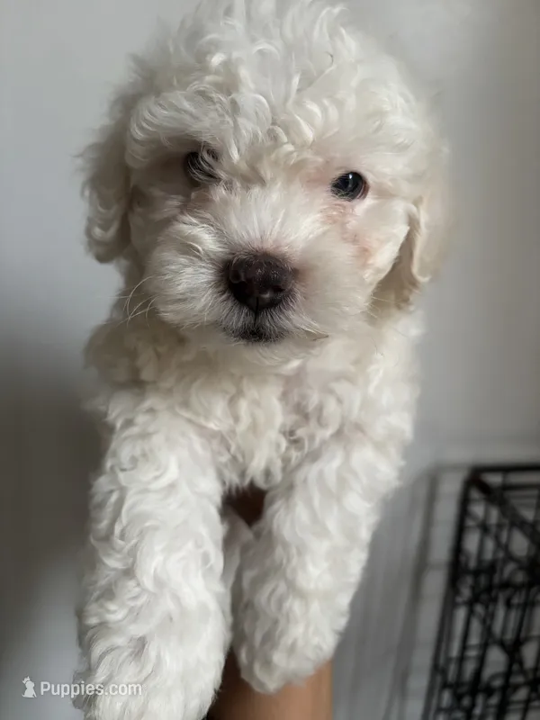 Rocky  – Maltipoo puppy for sale in Bell Gardens, CA