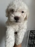 Rocky , a male Maltipoo for sale in Bell Gardens, CA – 1 of 2