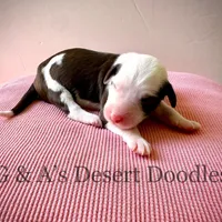 Miss Kulolo, a female Portuguese Water Dog and Poodle - Standard  for sale in San Tan Valley, AZ – Photo 5 of 7