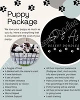 Kulolo, a female Portuguese Water Dog and Poodle - Standard  for sale in San Tan Valley, AZ – Photo 4 of 4